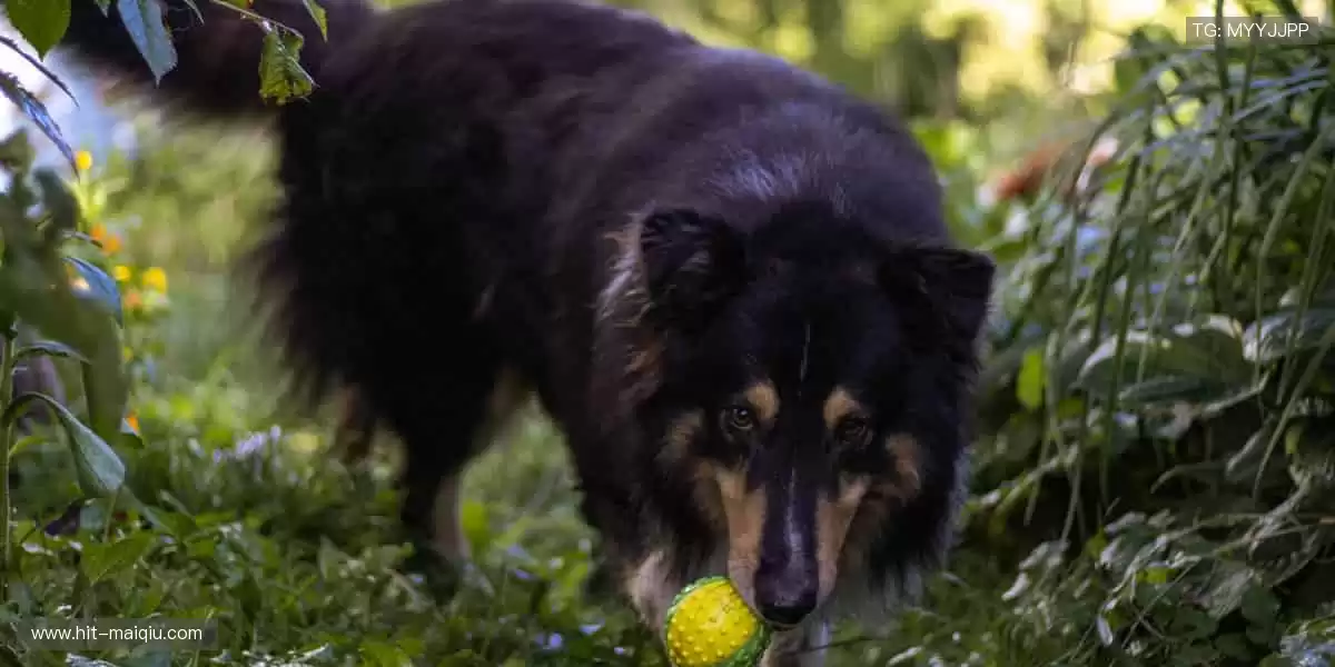 🎯周边好物,球迷必备!🎲